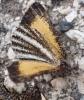 Isturgia limbaria